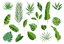 Set Of Tropical Leaves. Different Green Leaf Collection. Colorful Vector Illustration On White Background In Cartoon Style.