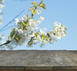 Wall Mural - wood table and blurry spring garden with blooming cherries in background. Empty table for display product.