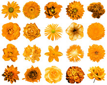 Mix Collage Of Natural And Surreal Orange Flowers 20 In 1: Peony, Dahlia, Primula, Aster, Daisy, Rose, Gerbera, Clove, Chrysanthemum, Cornflower, Flax, Pelargonium Isolated On White