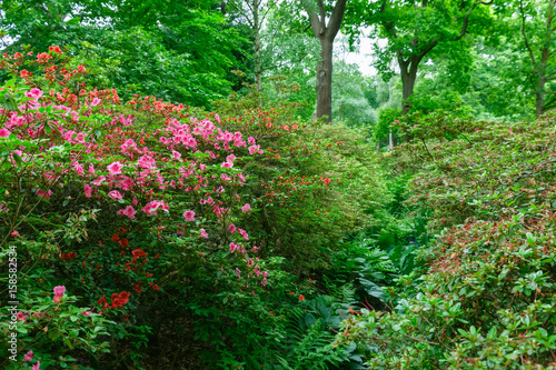 Spring Flowers In Isabella Plantation Richmond Park In South West London Buy This Stock Photo And Explore Similar Images At Adobe Stock Adobe Stock See 355 reviews, articles, and 109 photos of garry point park, ranked no.3 on tripadvisor among 96 attractions in richmond. adobe stock
