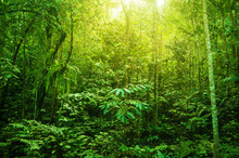 Fantastic Tropical Dense Forest
