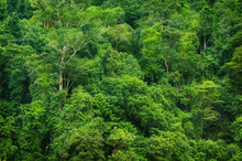 Tropical Rainforest View