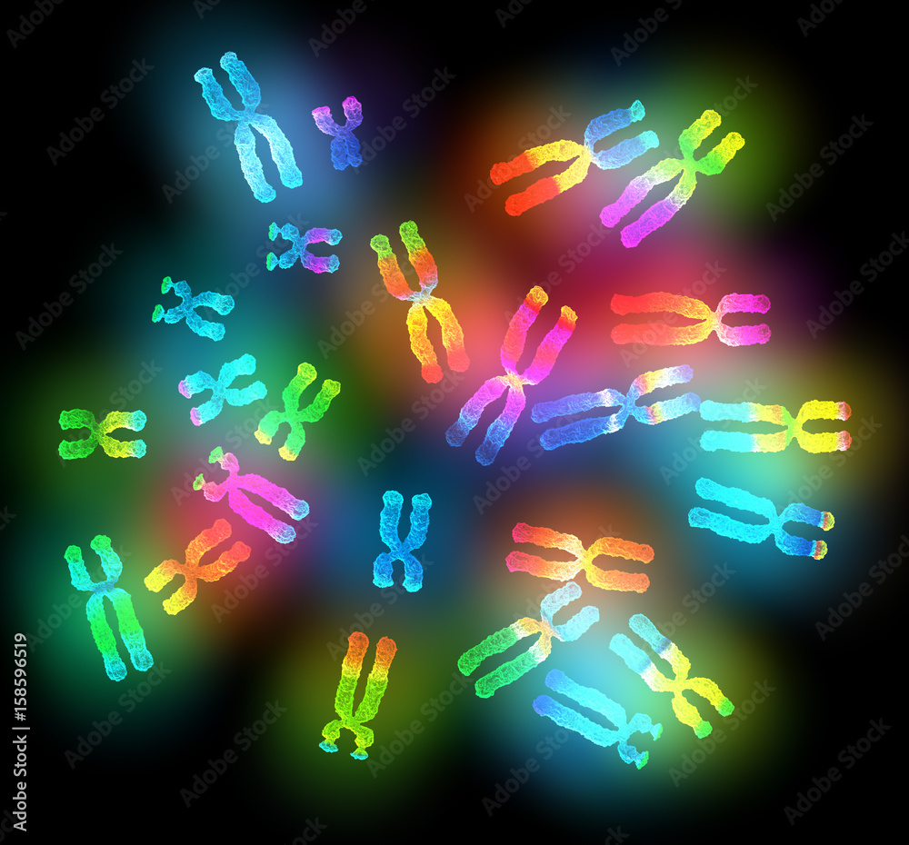 Female chromosomes, medical artwork