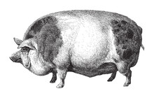 Hampshire Pig / Vintage Illustration