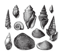 Shell Fossils (Tertiary Period) / Vintage Illustration 