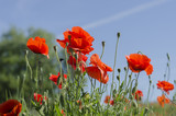 Fototapeta Kwiaty - Red poppies in the sun