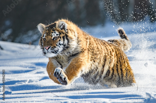Cuadros en Lienzo Siberian Tiger in the snow (Panthera tigris altaica)