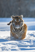 Siberian Tiger In The Snow (Panthera Tigris Altaica)