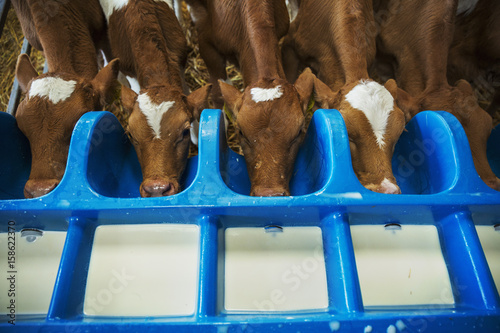High Angle View Of Five Brown And White Calves Drinking From A