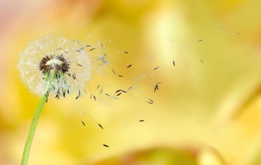 Poster - Dandelion.