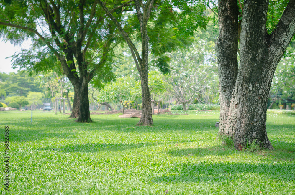 trees in the park with green grass and sunlight, fresh green nature ...