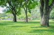 © thithawat - trees in the park with green grass and sunlight, fresh green nature background.