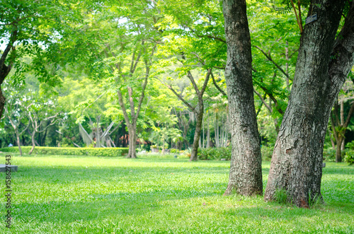 Fotomural trees in the park with green grass and sunlight, fresh green nature background