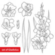 Vector set with Gladiolus or sword lily flower, bunch, bud and leaf in black isolated on white background. Floral elements in contour style with ornate gladioli for summer design and coloring book. 