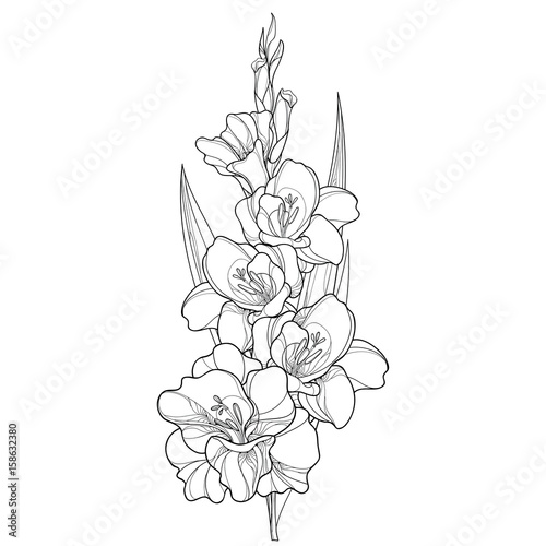 Fotomural Vector bunch with Gladiolus or sword lily flower, stem, bud and leaf in black isolated on white background
