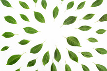 Green Leaves As A Frame On White Paper Background. Flat Lay