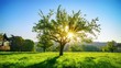 Slider time lapse footage of an idyllic rural scene with a tree on a meadow and the sun beautifully shining through its branches