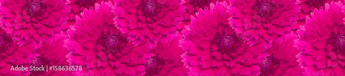panorama pattern of pink dahlia