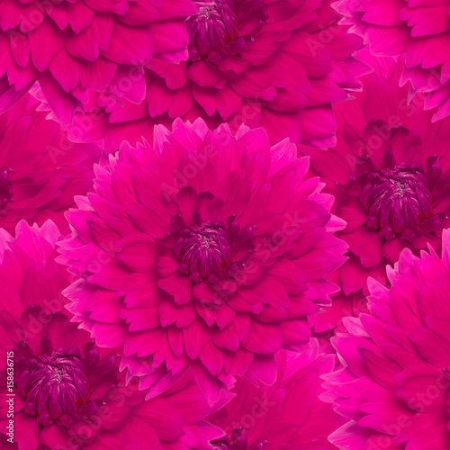 Seamless pattern of pink dahlia