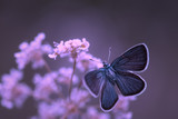 Fototapeta  - Papillon bleu fond mauve