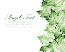 Green Maple Leaves With Place For Text-Hand Painted Watercolor.