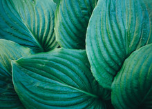 Close Up Of Hosta Leaf Background. Plant Texture.