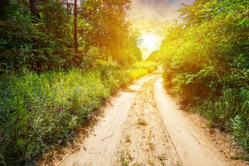 Wall Mural - a country road in a forest with green grass and trees