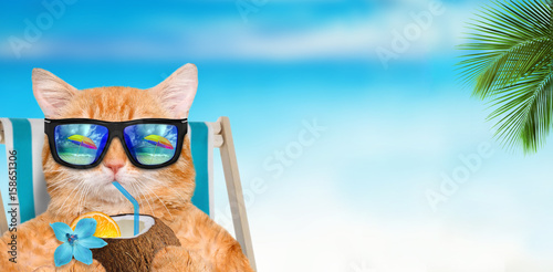 Plakat Kot jest ubranym okulary przeciwsłonecznych relaksuje siedzieć na deckchair w dennym tle.