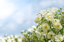 Bush Of White Roses On A Background Of Blue Sky. Floral Background With Space For Text. Beautiful White Roses.Selective Focus