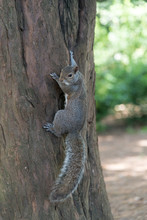 Grey Squirrel Hanging On Tree Vertically