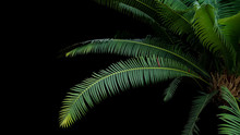 Green Leaves Of Gum Palm Or Giant Dioon (Dioon Spinulosum Dyer) The Tropical Rainforest Cycad Plant On Black Background.