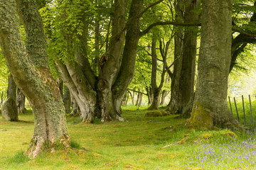 Garden trees bucolic green 1