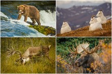 Nature Photography Of Wildlife From Alaska, The US
