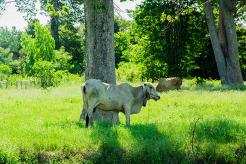 Cows on the green meadow