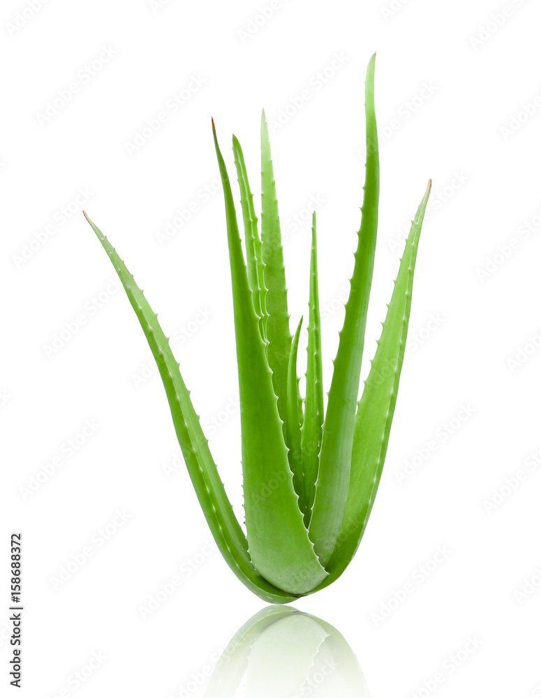agave victoriae reginae variegata Agave Variegated Victoria Reginae