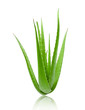 clump of green aloe vera plant isolated on white background