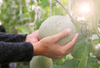 © zilvergolf - Woman hand holding melon in greenhouse melon farm.