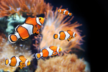 Sea Anemone And Clown Fish