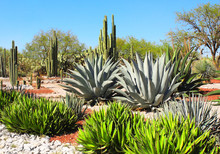 Garden Of Cacti, Agaves And Succulents,Tula De Allende, Mexico
