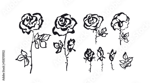 Hand drawn rose floral sket...