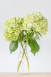 © mrcmos - Beautiful green hydrangea flowers decorated in vase place on wooden table with white background.