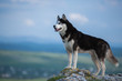 Black and white Siberian husky standing on a mountain