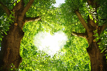 Silhouette Of A Heart In The Foliage Of Trees Poplar. Two Beautiful Textured Tree Trunks With Green Juicy Leaves In The Rays Of Sunlight.
