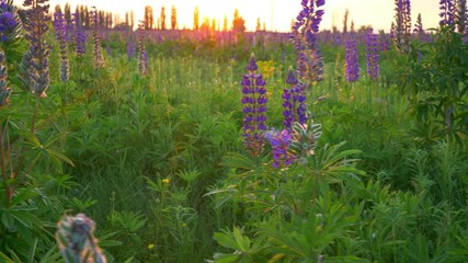 Aufkleber - Lupine flowers in background. Camera moving trough lupines field 