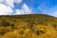 Different Vegetation Covering The Slopes Of Mount Campbell, Cradle Mountain, Tasmania, Australia.