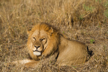 Wall Mural - lions in the moremi game reserve in botswana