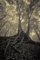 Wall Mural - old tree roots in dark misty forest landscape