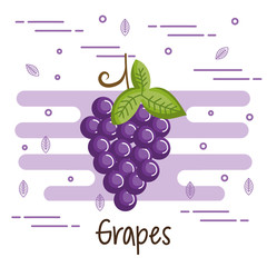 Sticker - Colorful grapes design over white background vector illustration