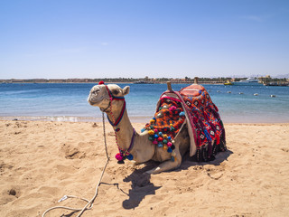 Camel on the beach