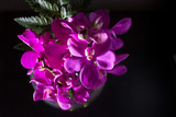 Fototapeta Storczyk - Beautiful Purple orchid flower on black